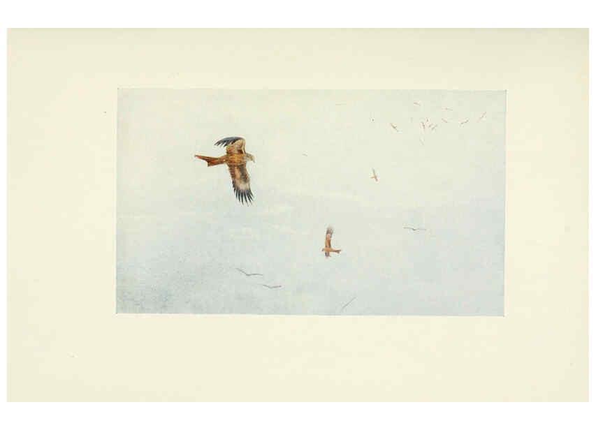 Reproducción/Reproduction 6465929857: Egyptian birds for the most part seen in the Nile Valley London,A. and C. Black,1909