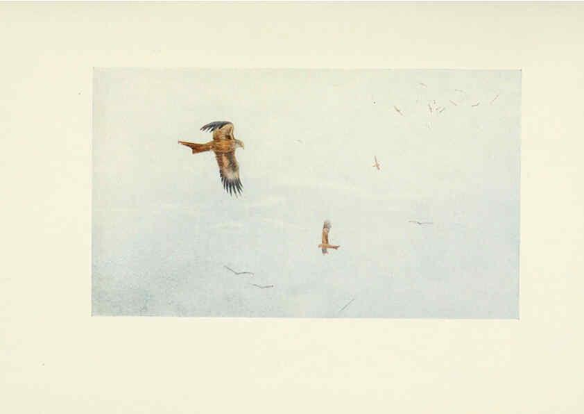 Reproducción/Reproduction 6465929857: Egyptian birds for the most part seen in the Nile Valley London,A. and C. Black,1909