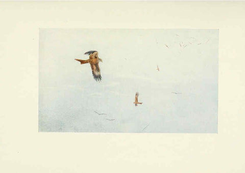 Reproducción/Reproduction 6465929857: Egyptian birds for the most part seen in the Nile Valley London,A. and C. Black,1909