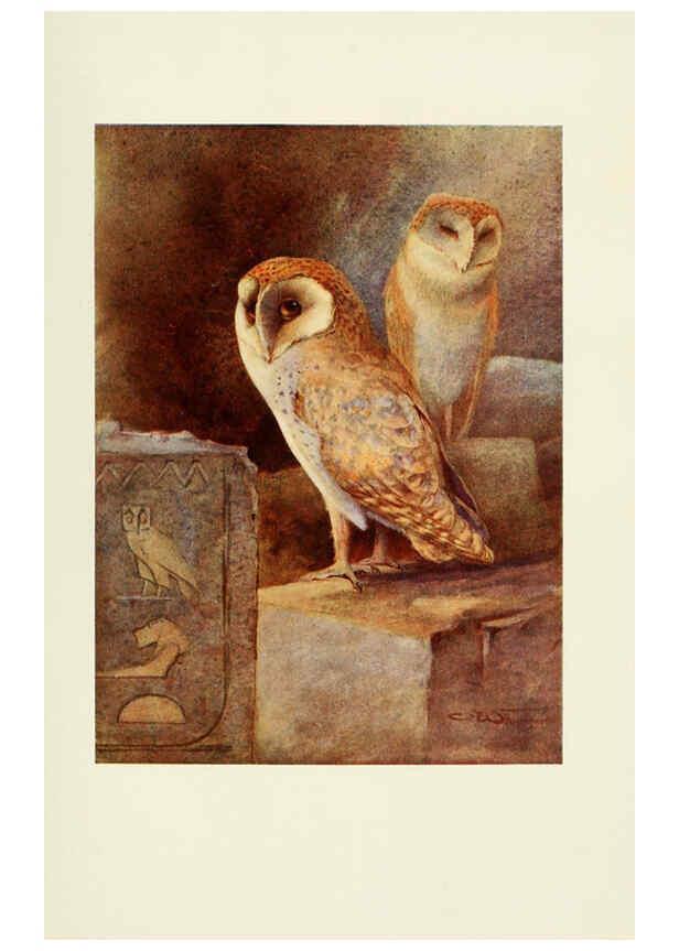 Reproducción/Reproduction 6465930407: Egyptian birds for the most part seen in the Nile Valley London,A. and C. Black,1909