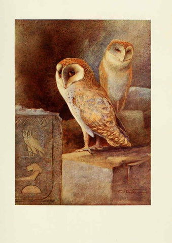 Reproducción/Reproduction 6465930407: Egyptian birds for the most part seen in the Nile Valley London,A. and C. Black,1909