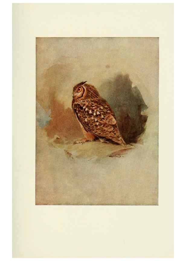 Reproducción/Reproduction 6465931487: Egyptian birds for the most part seen in the Nile Valley London,A. and C. Black,1909