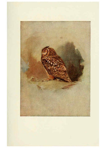 Reproducción/Reproduction 6465931487: Egyptian birds for the most part seen in the Nile Valley London,A. and C. Black,1909