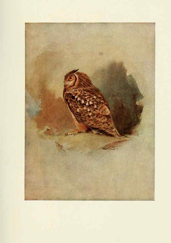 Reproducción/Reproduction 6465931487: Egyptian birds for the most part seen in the Nile Valley London,A. and C. Black,1909