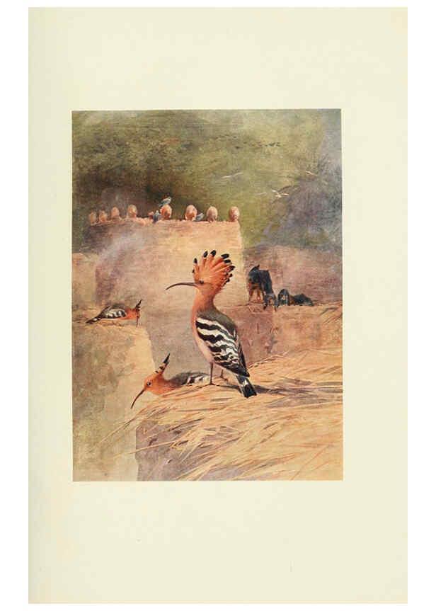 Reproducción/Reproduction 6465931921: Egyptian birds for the most part seen in the Nile Valley London,A. and C. Black,1909