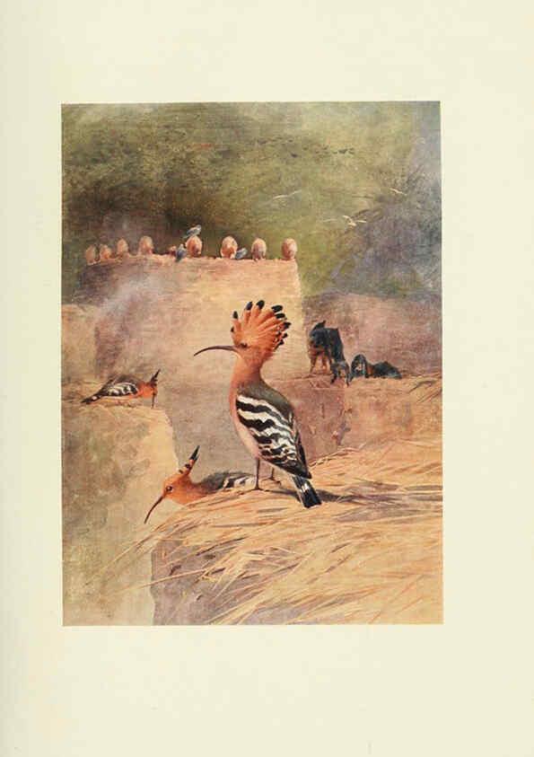 Reproducción/Reproduction 6465931921: Egyptian birds for the most part seen in the Nile Valley London,A. and C. Black,1909