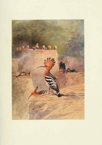 Reproducción/Reproduction 6465931921: Egyptian birds for the most part seen in the Nile Valley London,A. and C. Black,1909