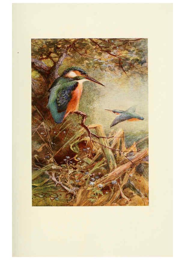 Reproducción/Reproduction 6465932369: Egyptian birds for the most part seen in the Nile Valley London,A. and C. Black,1909
