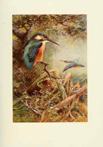 Reproducción/Reproduction 6465932369: Egyptian birds for the most part seen in the Nile Valley London,A. and C. Black,1909