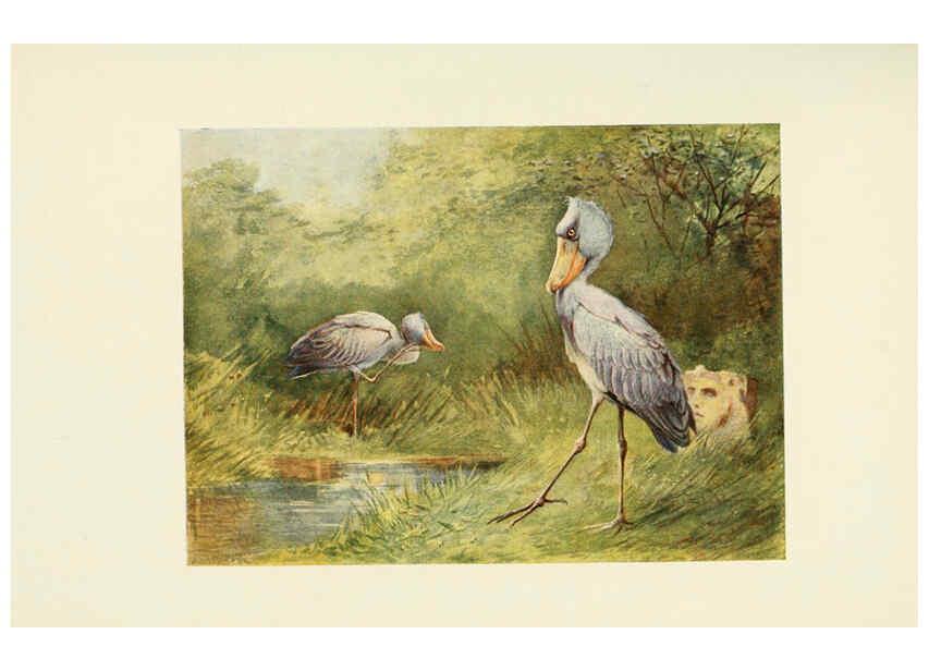 Reproducción/Reproduction 6465946391: Egyptian birds for the most part seen in the Nile Valley London,A. and C. Black,1909