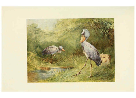 Reproducción/Reproduction 6465946391: Egyptian birds for the most part seen in the Nile Valley London,A. and C. Black,1909