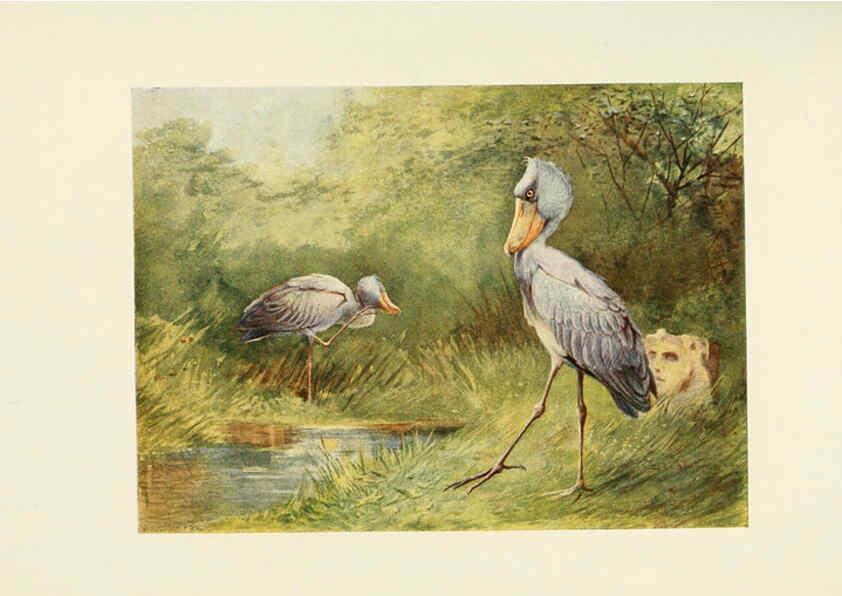Reproducción/Reproduction 6465946391: Egyptian birds for the most part seen in the Nile Valley London,A. and C. Black,1909