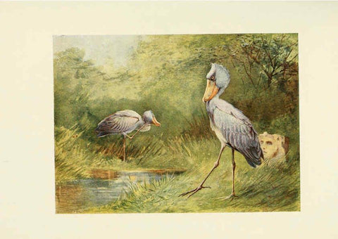 Reproducción/Reproduction 6465946391: Egyptian birds for the most part seen in the Nile Valley London,A. and C. Black,1909