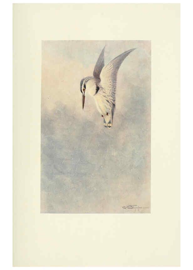 Reproducción/Reproduction 6465932933: Egyptian birds for the most part seen in the Nile Valley London,A. and C. Black,1909