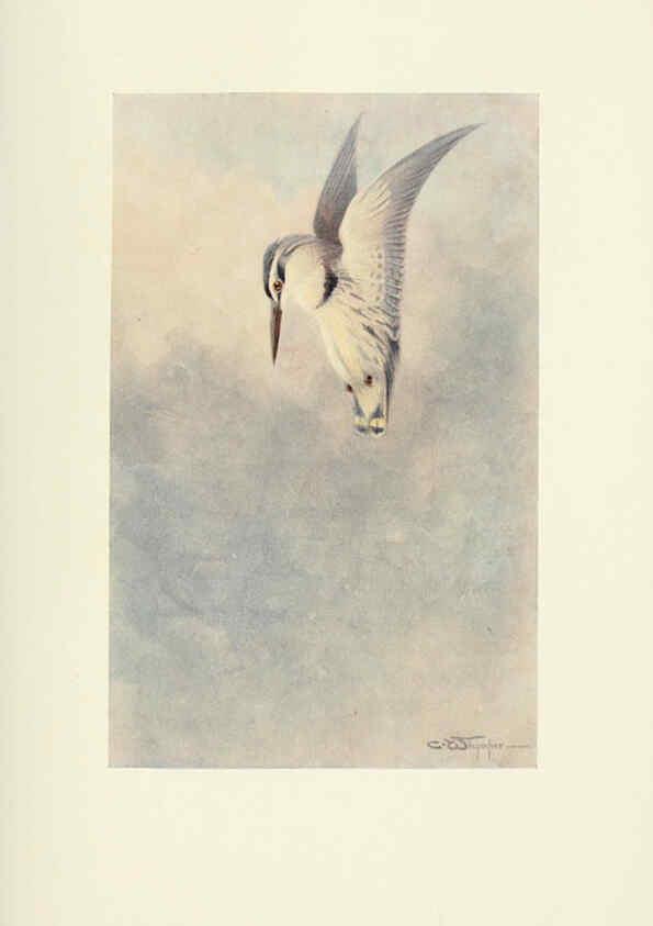 Reproducción/Reproduction 6465932933: Egyptian birds for the most part seen in the Nile Valley London,A. and C. Black,1909