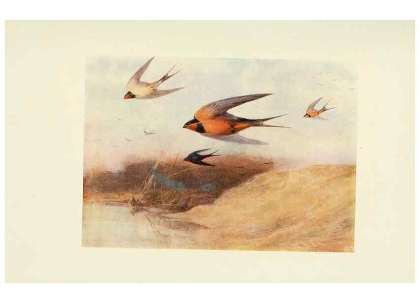 Reproducción/Reproduction 6465933827: Egyptian birds for the most part seen in the Nile Valley London,A. and C. Black,1909