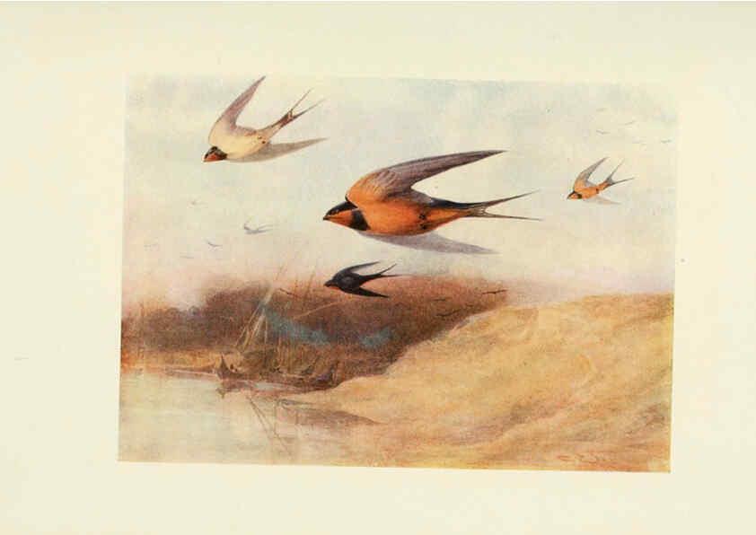 Reproducción/Reproduction 6465933827: Egyptian birds for the most part seen in the Nile Valley London,A. and C. Black,1909
