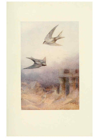 Reproducción/Reproduction 6465934367: Egyptian birds for the most part seen in the Nile Valley London,A. and C. Black,1909