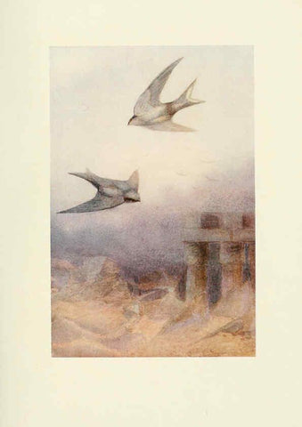 Reproducción/Reproduction 6465934367: Egyptian birds for the most part seen in the Nile Valley London,A. and C. Black,1909