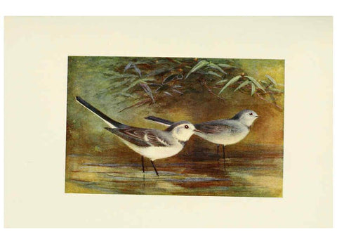 Reproducción/Reproduction 6465934751: Egyptian birds for the most part seen in the Nile Valley London,A. and C. Black,1909