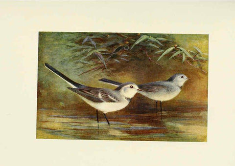 Reproducción/Reproduction 6465934751: Egyptian birds for the most part seen in the Nile Valley London,A. and C. Black,1909