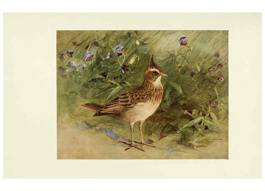 Reproducción/Reproduction 6465935235: Egyptian birds for the most part seen in the Nile Valley London,A. and C. Black,1909