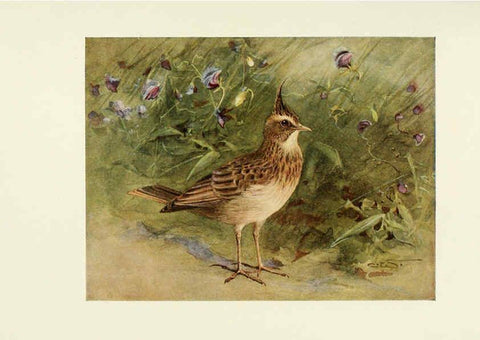 Reproducción/Reproduction 6465935235: Egyptian birds for the most part seen in the Nile Valley London,A. and C. Black,1909