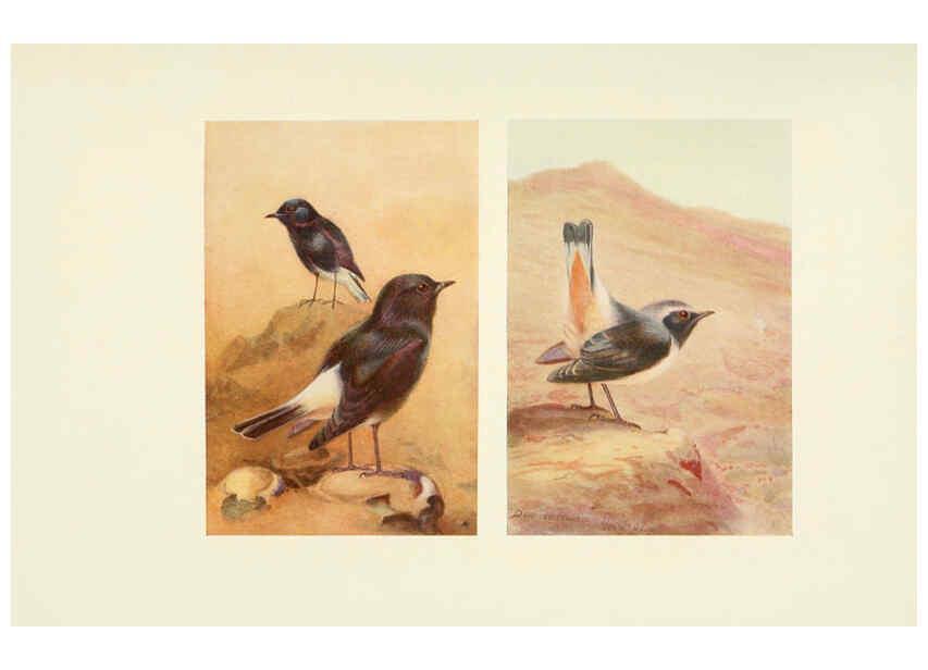 Reproducción/Reproduction 6465935589: Egyptian birds for the most part seen in the Nile Valley London,A. and C. Black,1909