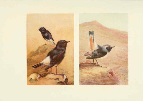 Reproducción/Reproduction 6465935589: Egyptian birds for the most part seen in the Nile Valley London,A. and C. Black,1909