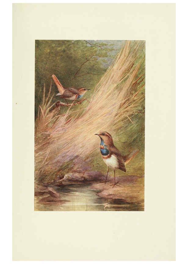 Reproducción/Reproduction 6465936117: Egyptian birds for the most part seen in the Nile Valley London,A. and C. Black,1909