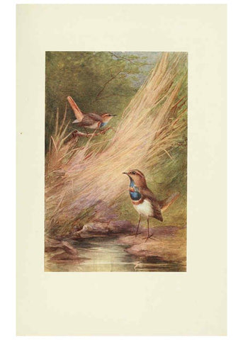 Reproducción/Reproduction 6465936117: Egyptian birds for the most part seen in the Nile Valley London,A. and C. Black,1909