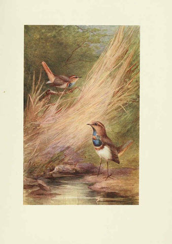 Reproducción/Reproduction 6465936117: Egyptian birds for the most part seen in the Nile Valley London,A. and C. Black,1909