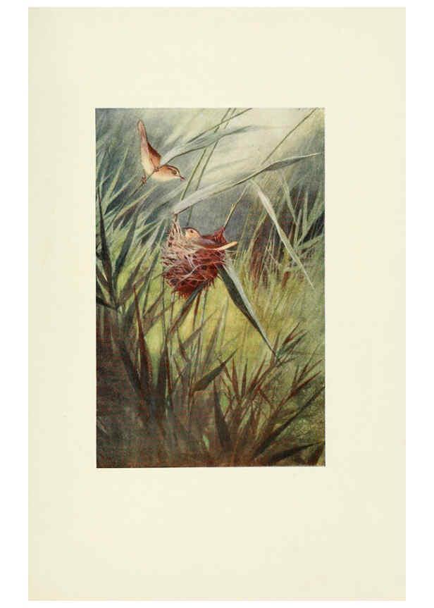 Reproducción/Reproduction 6465936455: Egyptian birds for the most part seen in the Nile Valley London,A. and C. Black,1909