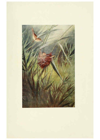 Reproducción/Reproduction 6465936455: Egyptian birds for the most part seen in the Nile Valley London,A. and C. Black,1909