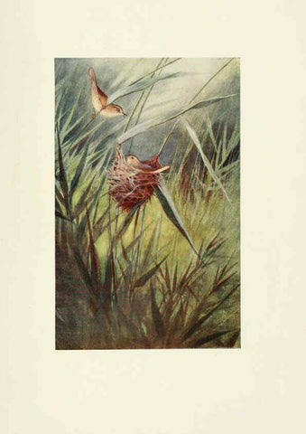Reproducción/Reproduction 6465936455: Egyptian birds for the most part seen in the Nile Valley London,A. and C. Black,1909
