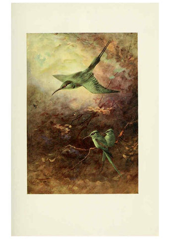Reproducción/Reproduction 6465933279: Egyptian birds for the most part seen in the Nile Valley London,A. and C. Black,1909