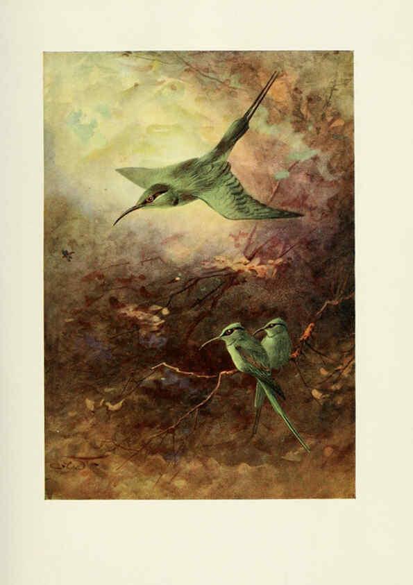 Reproducción/Reproduction 6465933279: Egyptian birds for the most part seen in the Nile Valley London,A. and C. Black,1909