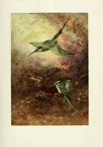Reproducción/Reproduction 6465933279: Egyptian birds for the most part seen in the Nile Valley London,A. and C. Black,1909