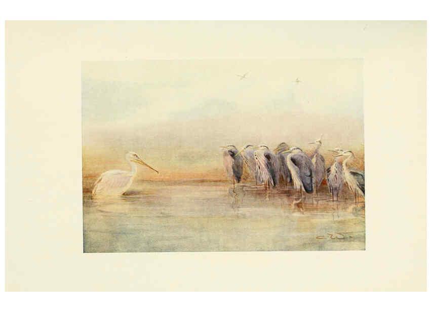 Reproducción/Reproduction 6465946921: Egyptian birds for the most part seen in the Nile Valley London,A. and C. Black,1909