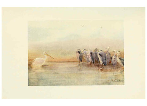Reproducción/Reproduction 6465946921: Egyptian birds for the most part seen in the Nile Valley London,A. and C. Black,1909