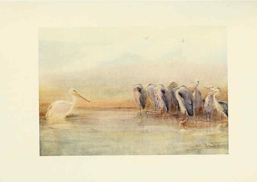 Reproducción/Reproduction 6465946921: Egyptian birds for the most part seen in the Nile Valley London,A. and C. Black,1909