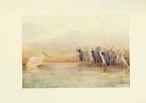 Reproducción/Reproduction 6465946921: Egyptian birds for the most part seen in the Nile Valley London,A. and C. Black,1909