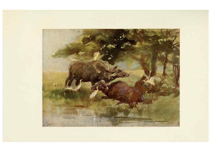 Reproducción/Reproduction 6465947281: Egyptian birds for the most part seen in the Nile Valley London,A. and C. Black,1909