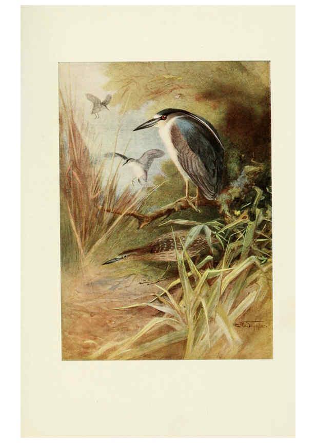 Reproducción/Reproduction 6465947801: Egyptian birds for the most part seen in the Nile Valley London,A. and C. Black,1909