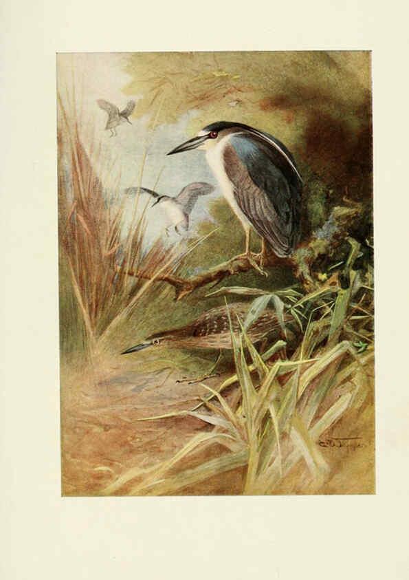 Reproducción/Reproduction 6465947801: Egyptian birds for the most part seen in the Nile Valley London,A. and C. Black,1909