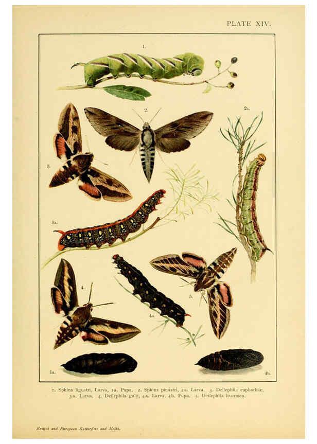 Reproducción/Reproduction 6466294783: British and European butterflies and moths (Macrolepidoptera) London,E. Nister;[1895] 