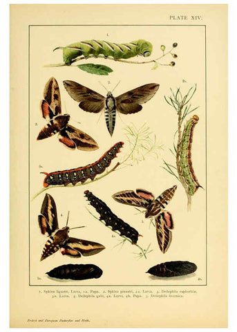 Reproducción/Reproduction 6466294783: British and European butterflies and moths (Macrolepidoptera) London,E. Nister;[1895] 