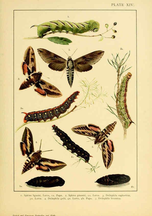 Reproducción/Reproduction 6466294783: British and European butterflies and moths (Macrolepidoptera) London,E. Nister;[1895] 