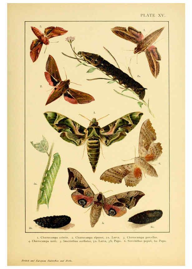 Reproducción/Reproduction 6466295219: British and European butterflies and moths (Macrolepidoptera) London,E. Nister;[1895] 