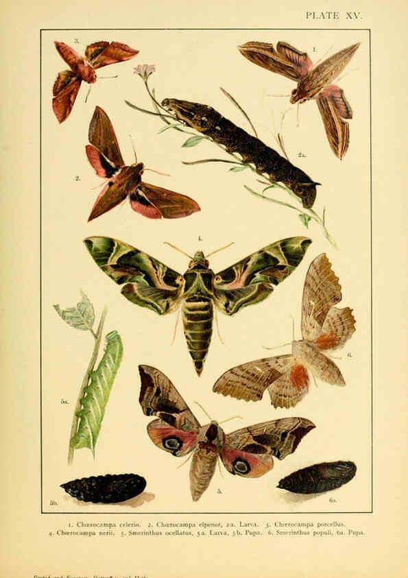 Reproducción/Reproduction 6466295219: British and European butterflies and moths (Macrolepidoptera) London,E. Nister;[1895] 